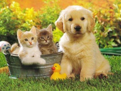439782_439759_dog_002n.jpg
